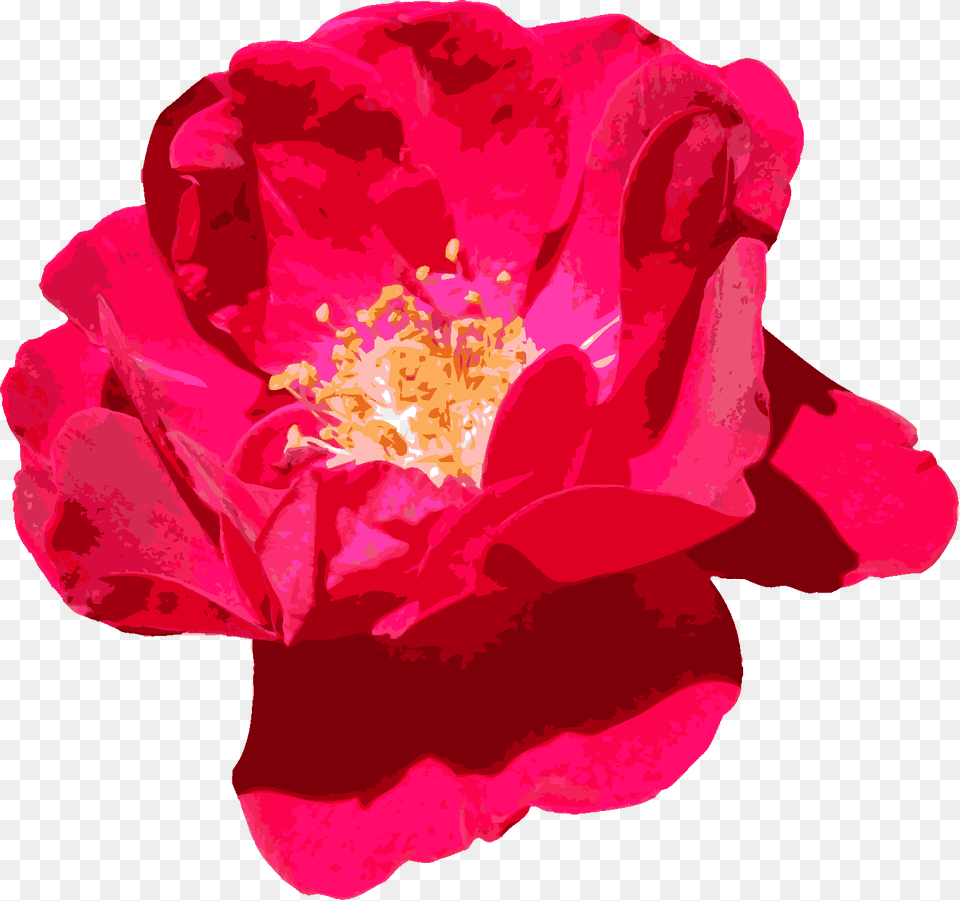 Red Flowers, Anemone, Anther, Flower, Petal Free Png