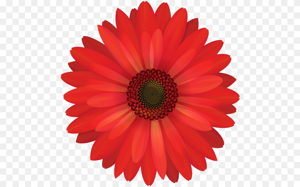 Red Flowers, Dahlia, Daisy, Flower, Petal Free Png Download