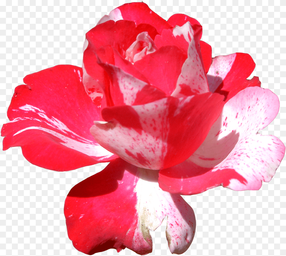 Red Flowers Bing Images Clip Art Illustrations Frida Flores Frida Kalho, Flower, Geranium, Petal, Plant Png Image