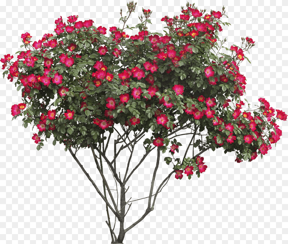 Red Flowers Bush, Flower, Flower Arrangement, Geranium, Plant Free Transparent Png