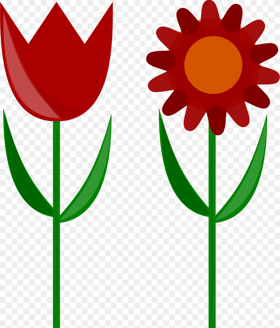 Red Flowers Clipart, Daisy, Flower, Petal, Plant Png Image
