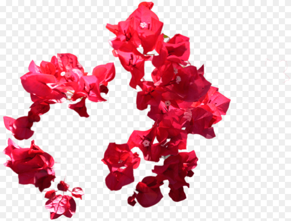 Red Flowers For Photoshop, Flower, Geranium, Petal, Plant Png Image