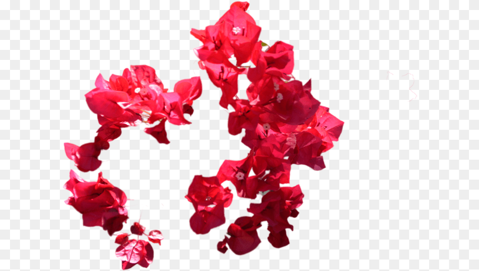 Red Flowers Photo Flowers Images For Photoshop, Flower, Geranium, Petal, Plant Free Png