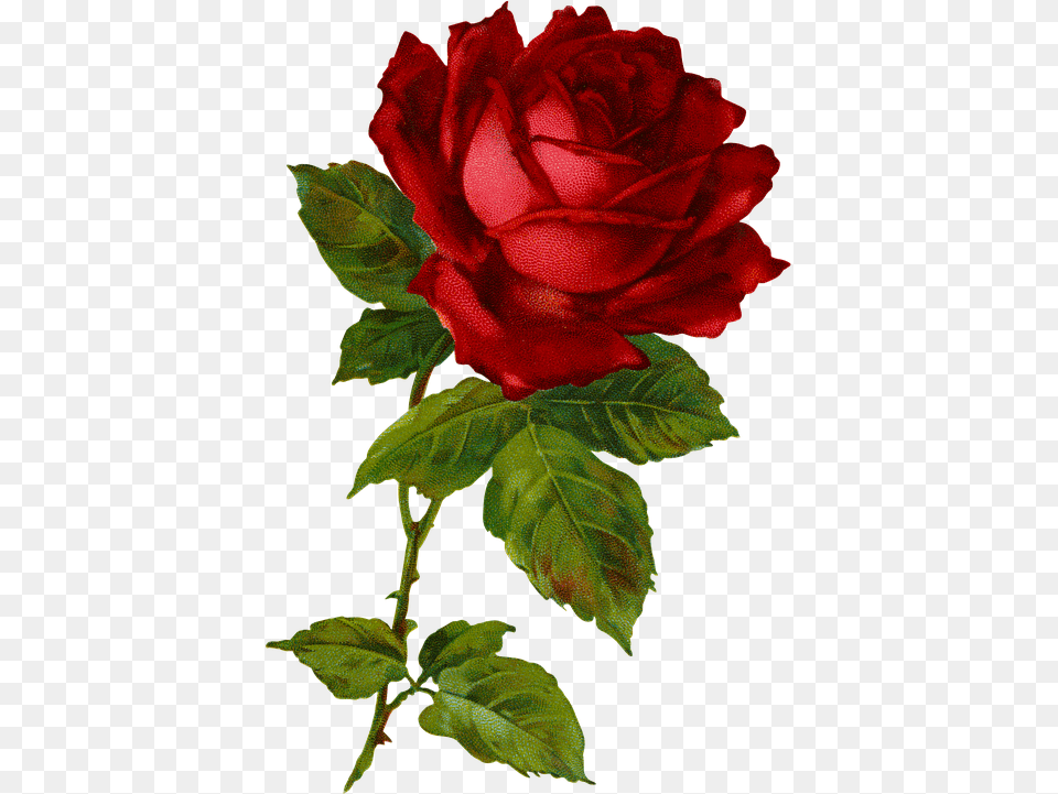 Red Flowers Plant Free On Pixabay Floribunda, Flower, Rose, Leaf Png Image