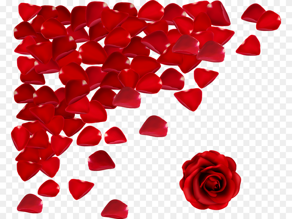 Red Flowers Roses Petals Falling, Flower, Petal, Plant, Rose Free Transparent Png