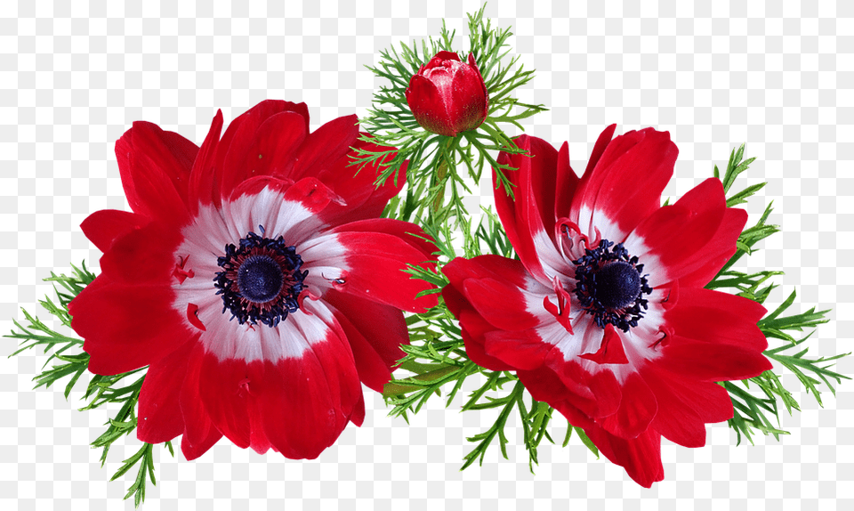 Red Flowers Spring Garden Nature Anemone, Flower, Plant, Pollen Png Image