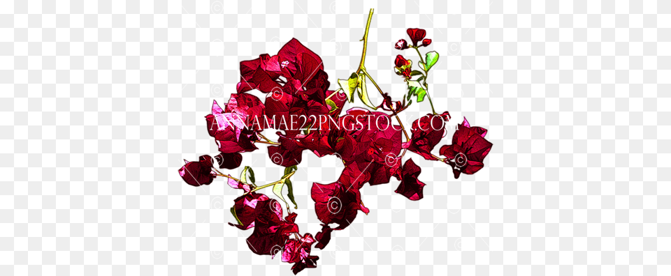 Red Flowers Stock Photo 0531 Transparent Background Image Floral, Art, Petal, Pattern, Graphics Free Png