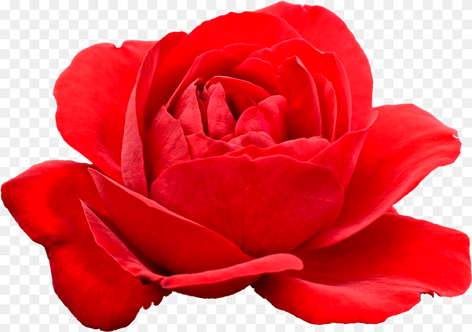 Red Flowers Transparent Background, Flower, Plant, Rose, Petal Png Image