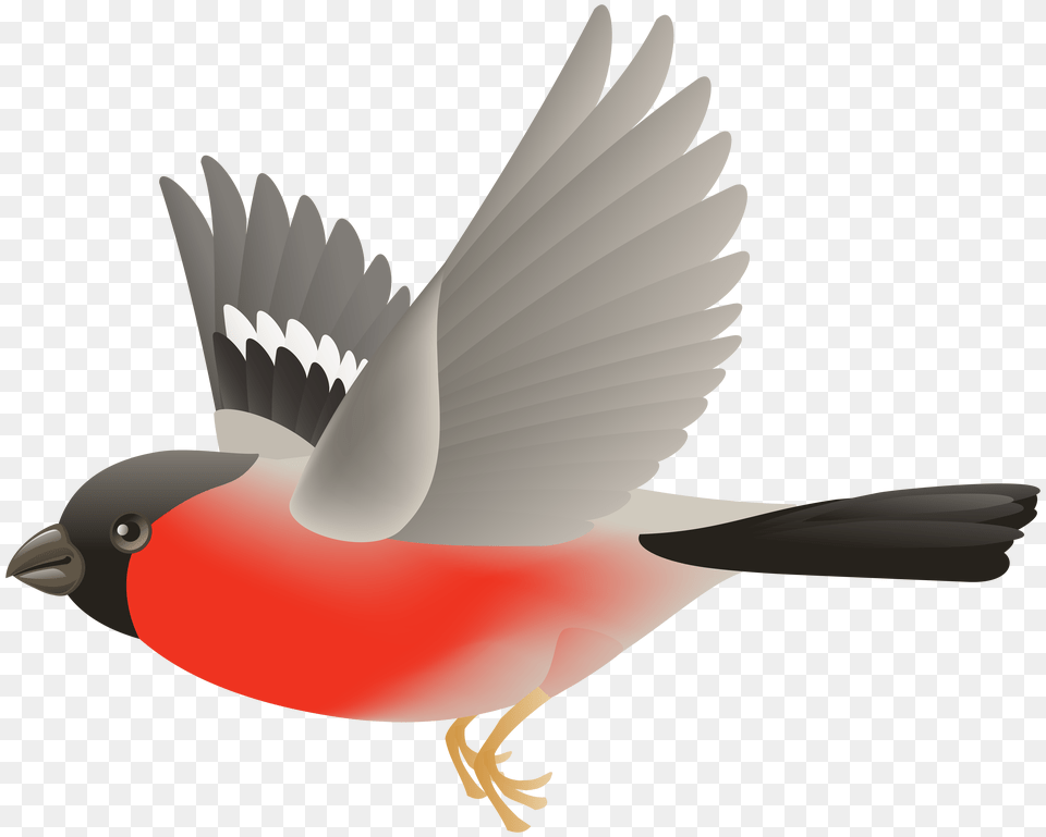 Red Flying Bird Clip Art, Animal, Finch, Beak, Jay Png