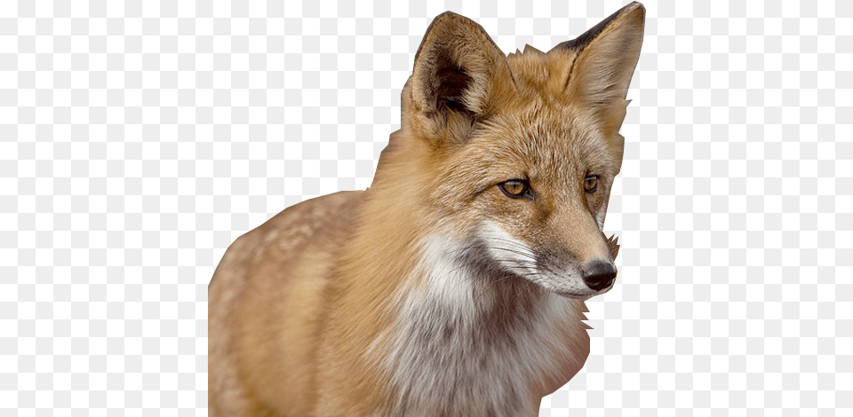 Red Fox, Animal, Canine, Mammal, Red Fox Free Png Download
