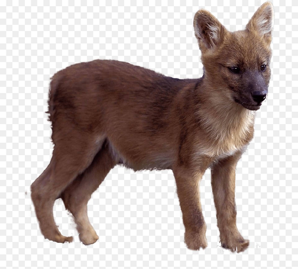 Red Fox, Animal, Canine, Dog, Mammal Png