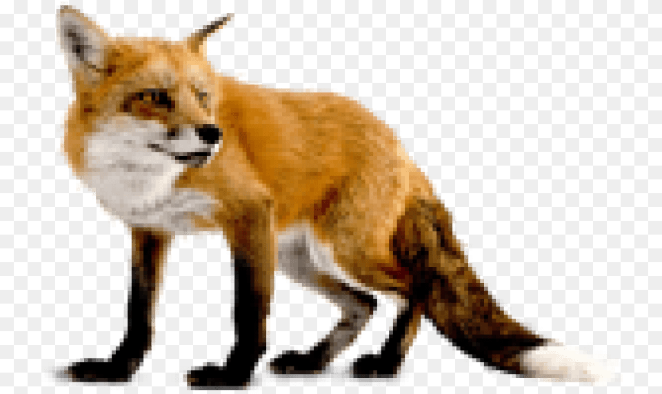 Red Fox 2 Animal, Canine, Mammal, Red Fox Png Image