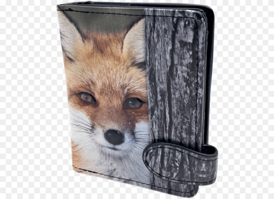Red Fox, Animal, Mammal, Wildlife, Canine Free Png