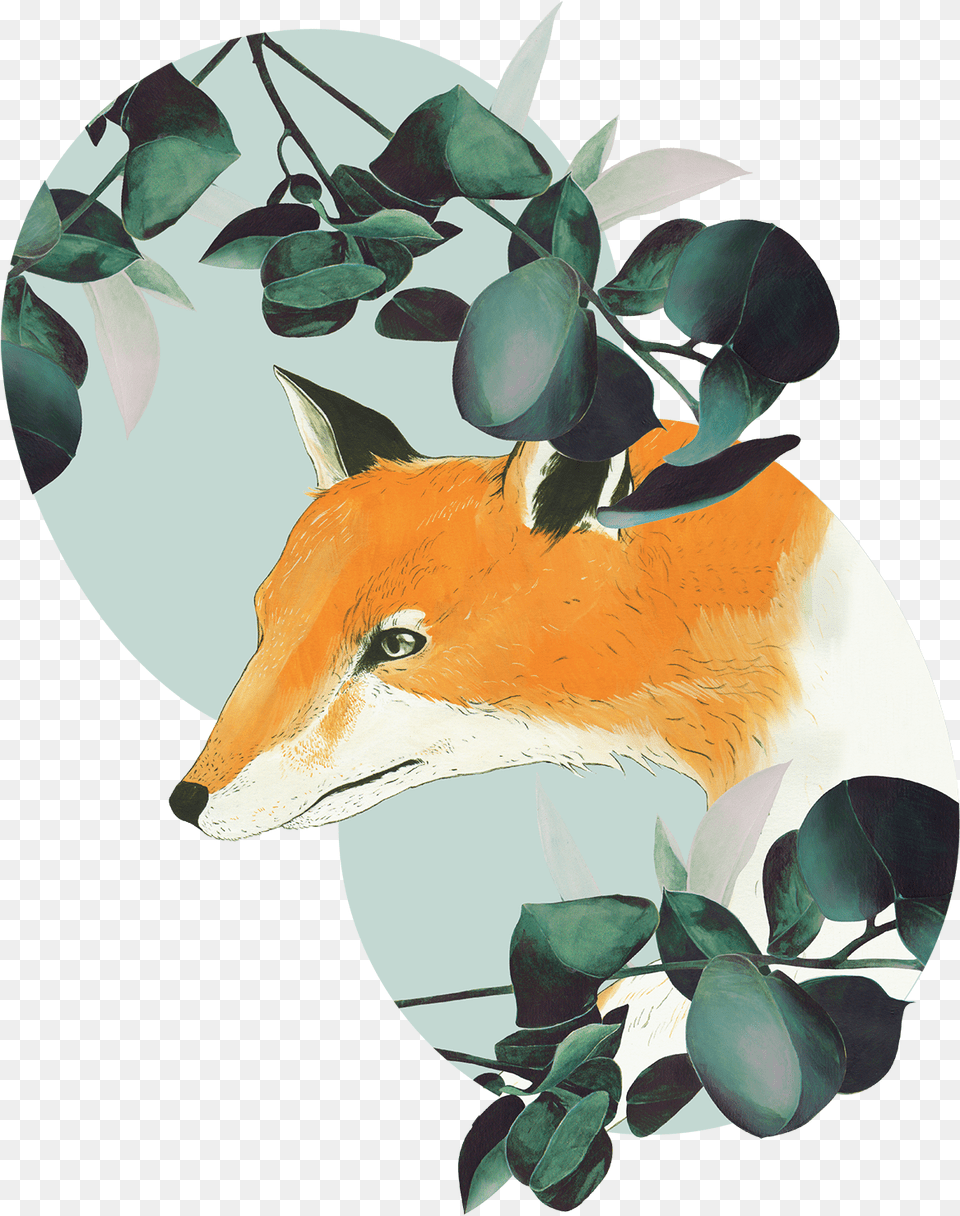 Red Fox, Plant, Leaf, Animal, Mammal Png