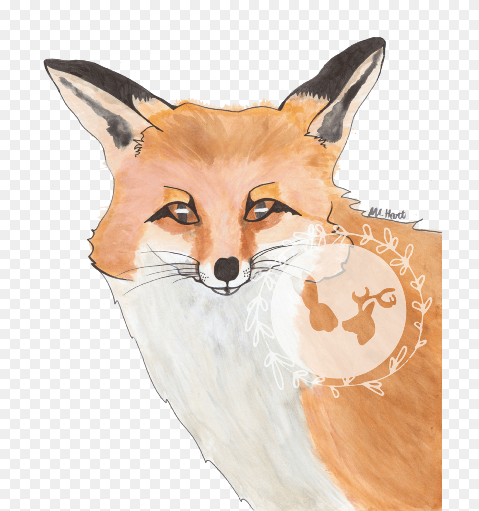 Red Fox, Wildlife, Animal, Canine, Red Fox Png