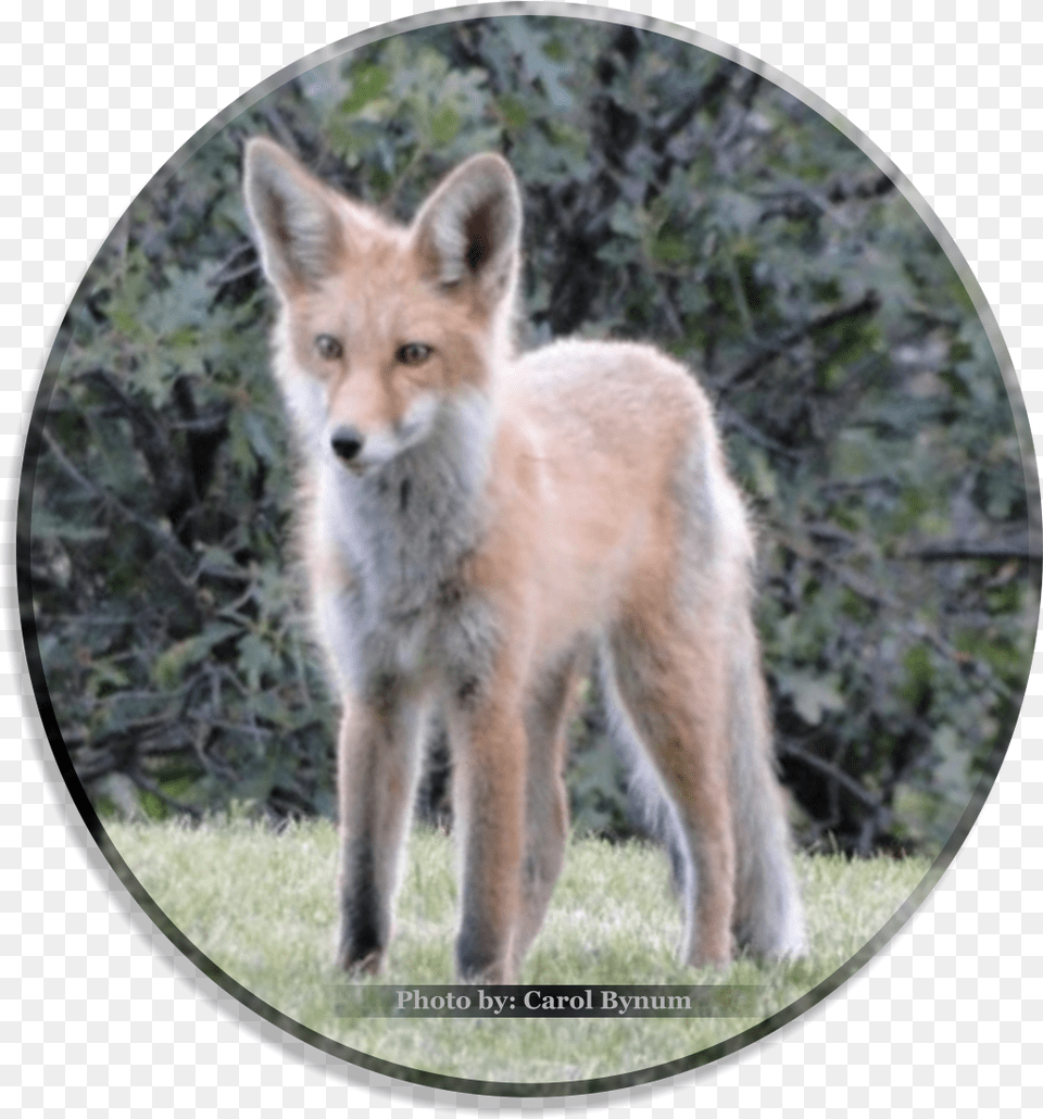 Red Fox, Animal, Canine, Dog, Mammal Png Image