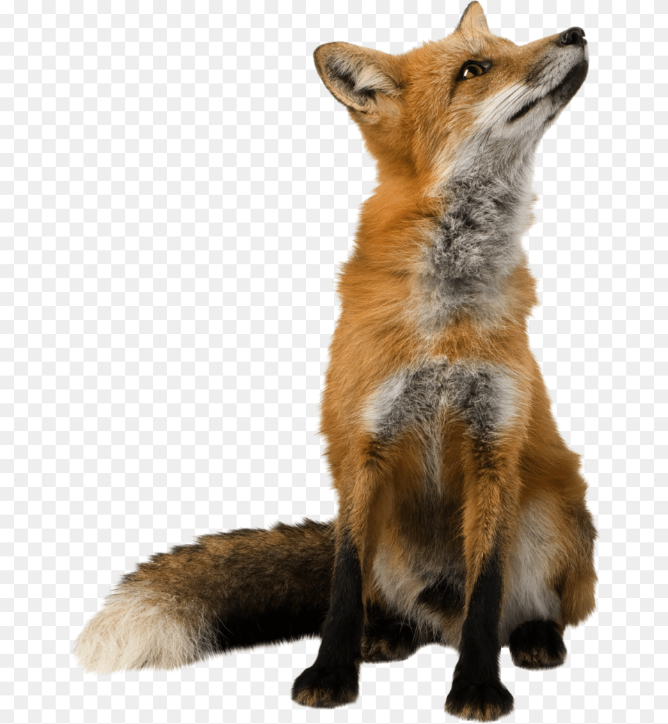 Red Fox Clip Art Fox, Animal, Mammal, Wildlife, Canine Free Png Download