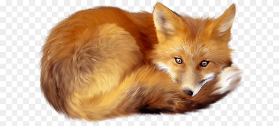Red Fox Clip Art Fox, Animal, Canine, Mammal, Red Fox Png