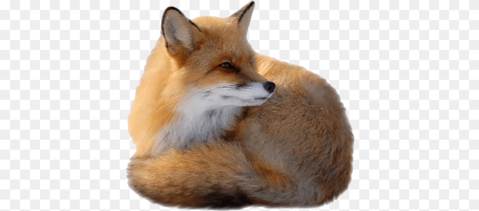 Red Fox Clip Art Fox Background, Animal, Mammal, Wildlife, Canine Png