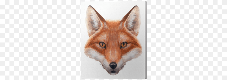 Red Fox Face, Animal, Canine, Mammal, Red Fox Free Transparent Png