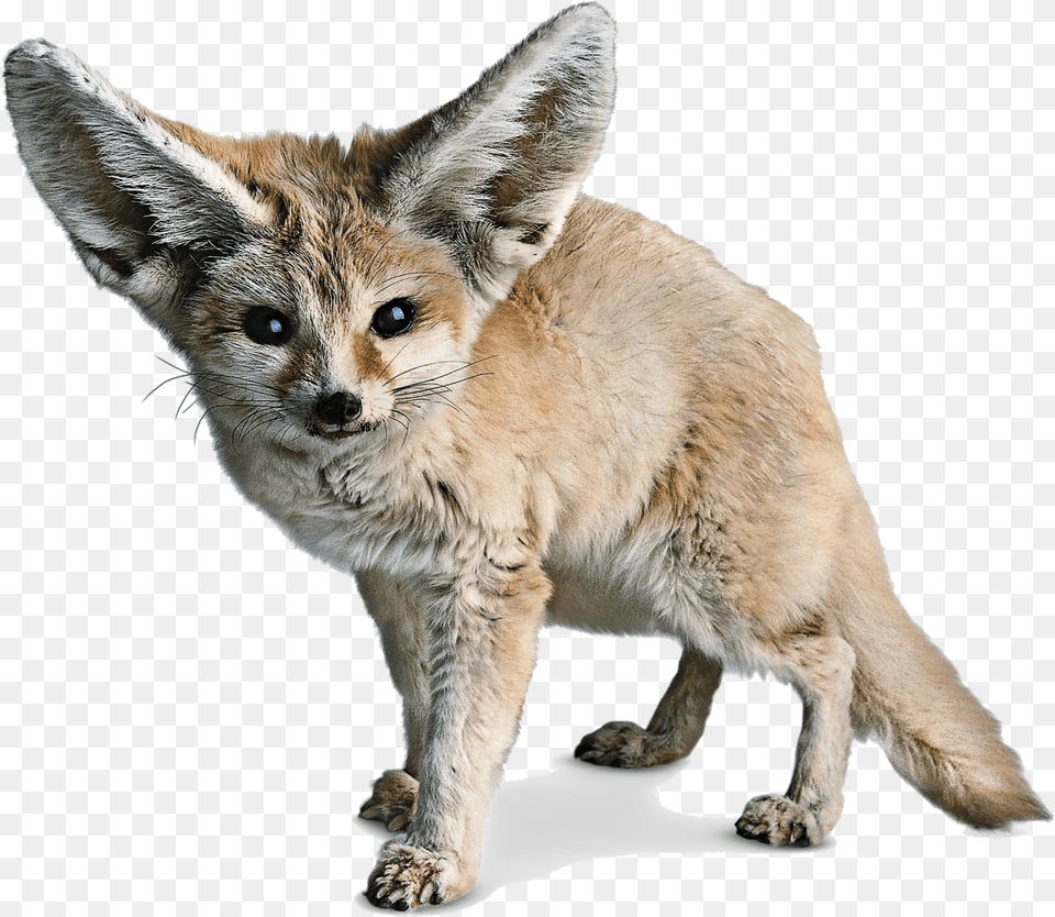 Red Fox Fennec Fox Sahara Fennec Fox White Background, Animal, Canine, Kit Fox, Mammal Free Png