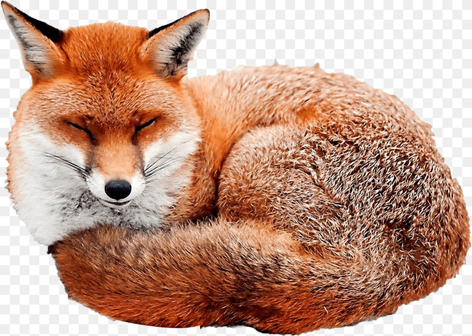 Red Fox Fox Curled Up, Animal, Canine, Mammal, Red Fox Free Transparent Png