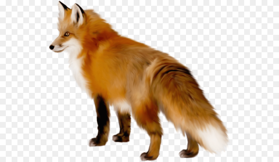 Red Fox Fox Transparent, Animal, Canine, Dog, Mammal Free Png Download