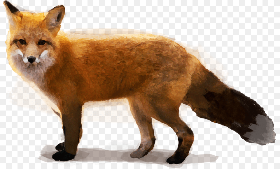 Red Fox Swift Fox, Animal, Canine, Mammal, Red Fox Free Png Download