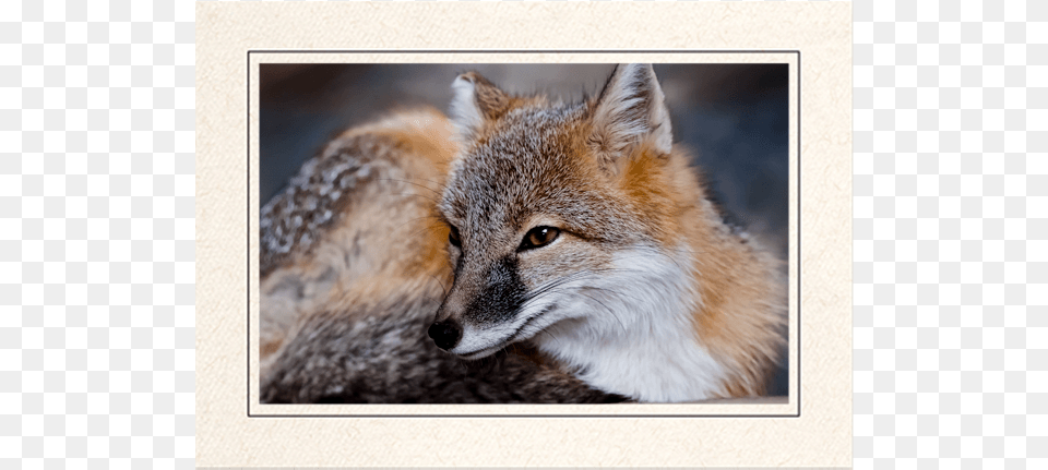 Red Fox Swift Fox, Animal, Canine, Grey Fox, Mammal Png
