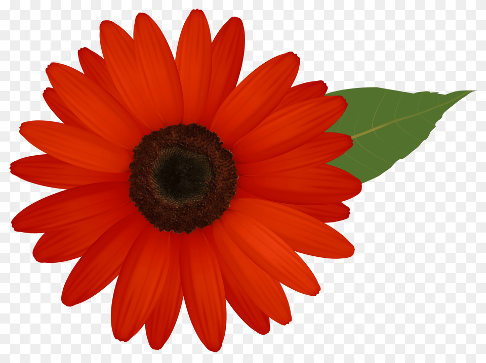 Red Gerber Clipart, Daisy, Flower, Plant, Petal Free Png Download