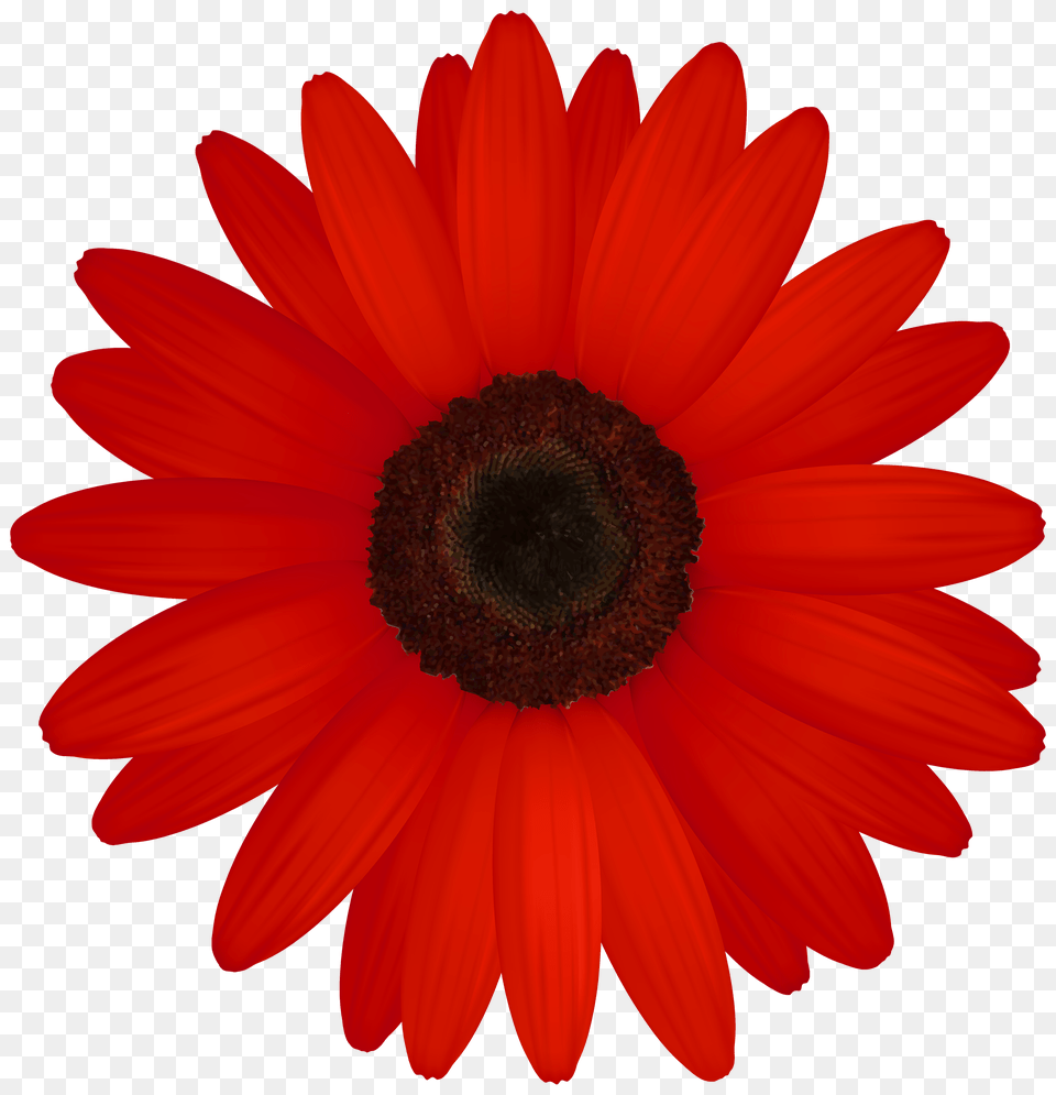 Red Gerber Clipart, Daisy, Flower, Plant, Pollen Free Png