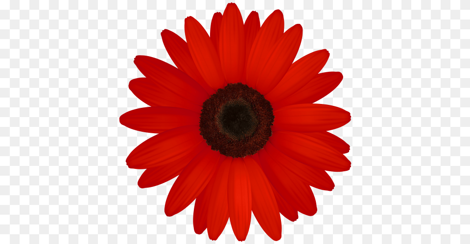 Red Gerber Clipart Clip Art Flowers Clip Art, Daisy, Flower, Plant, Petal Png