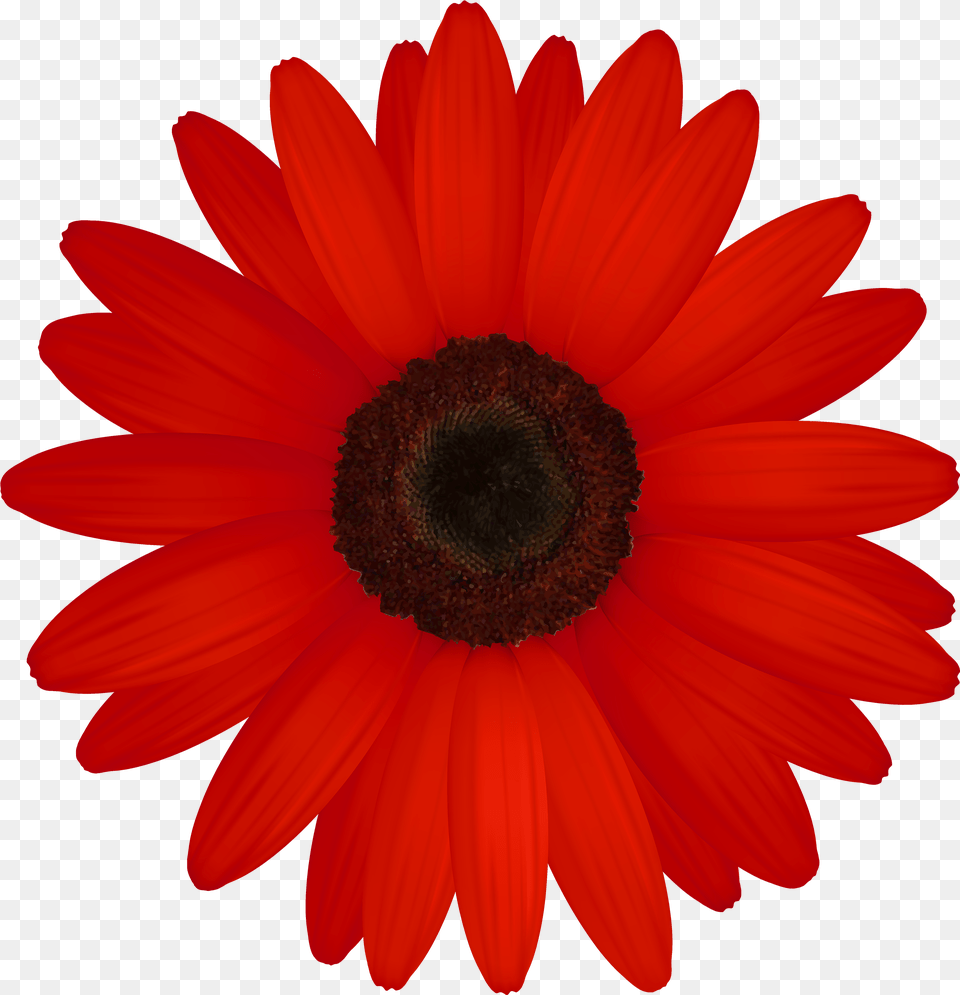 Red Gerber Clipart Red Flower Clip Art, Daisy, Plant, Petal, Anemone Free Png Download