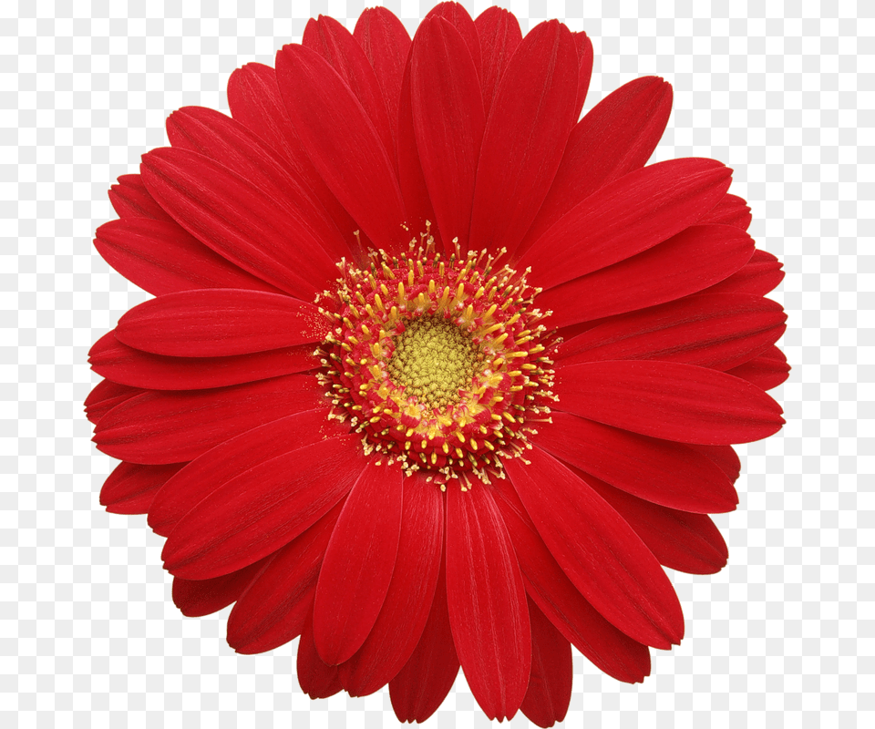 Red Gerber Daisy, Flower, Plant, Anther, Petal Png