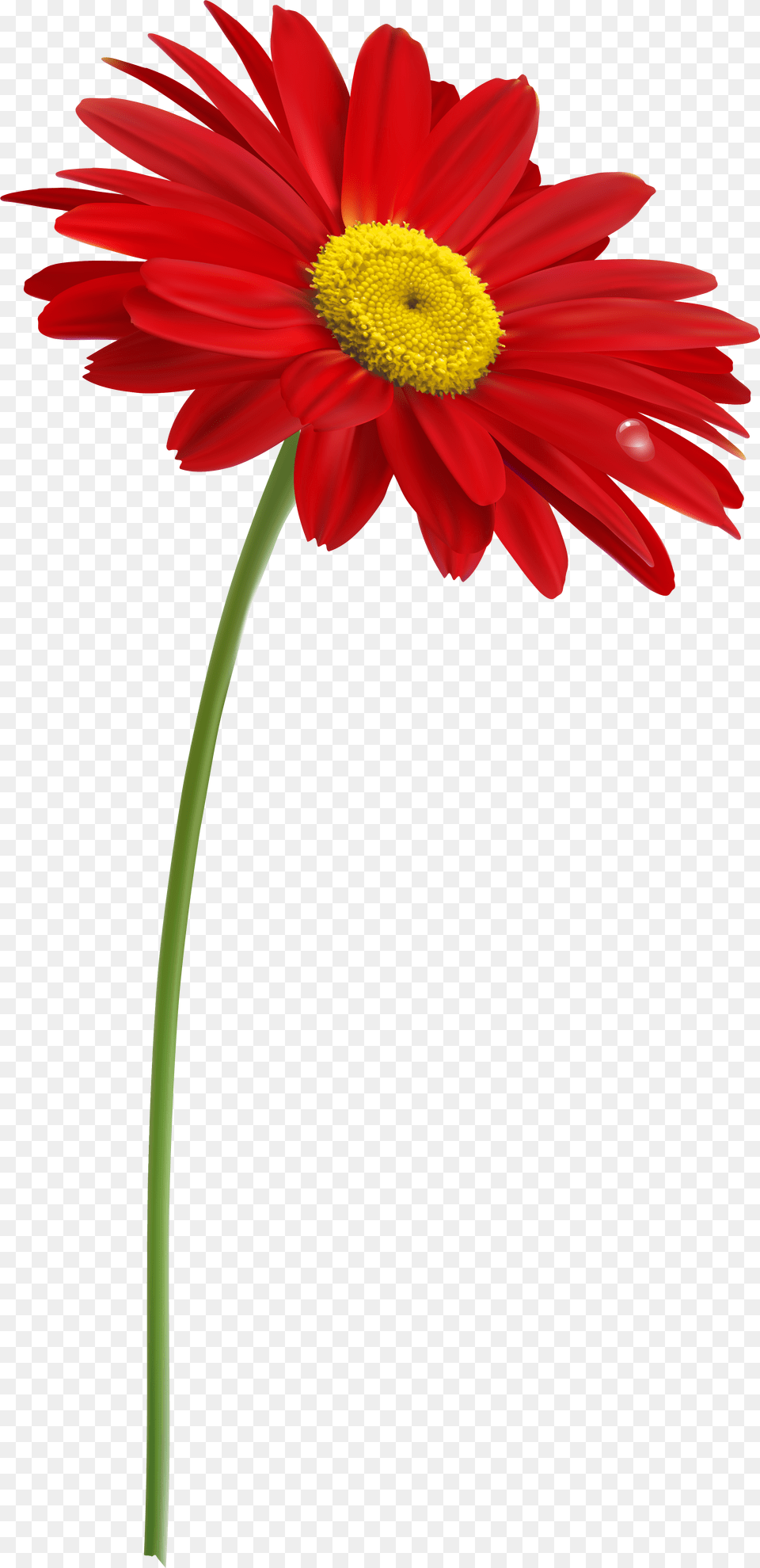 Red Gerber With Stem Clipart Flower Stem, Daisy, Plant, Petal Png Image