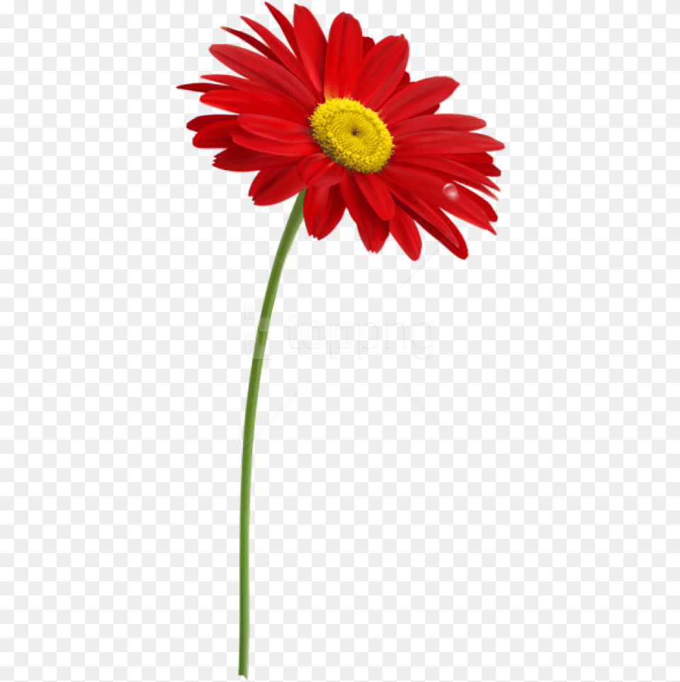 Red Gerber With Stem Images One Red Flower Clipart, Daisy, Plant, Petal Free Transparent Png