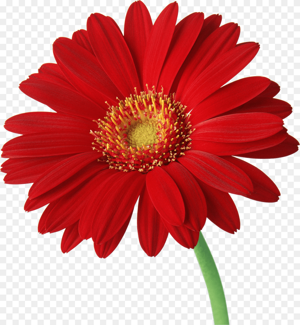Red Gerbera Daisy Flowers, Flower, Petal, Plant, Pollen Free Png