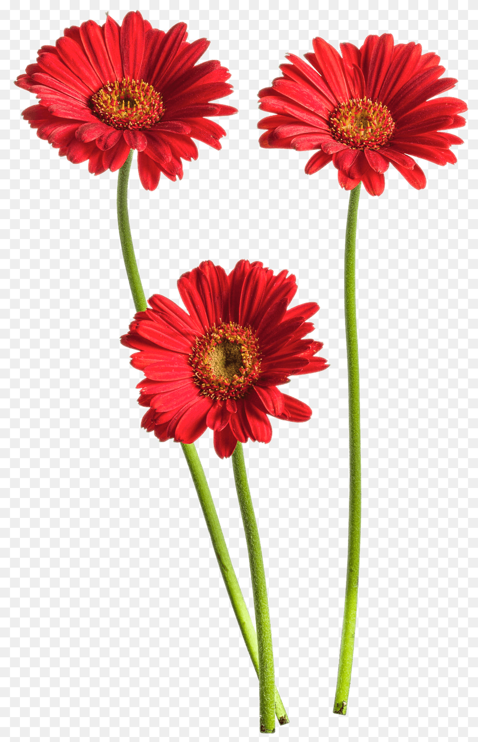 Red Gerbera Trio, Anther, Daisy, Flower, Plant Free Png