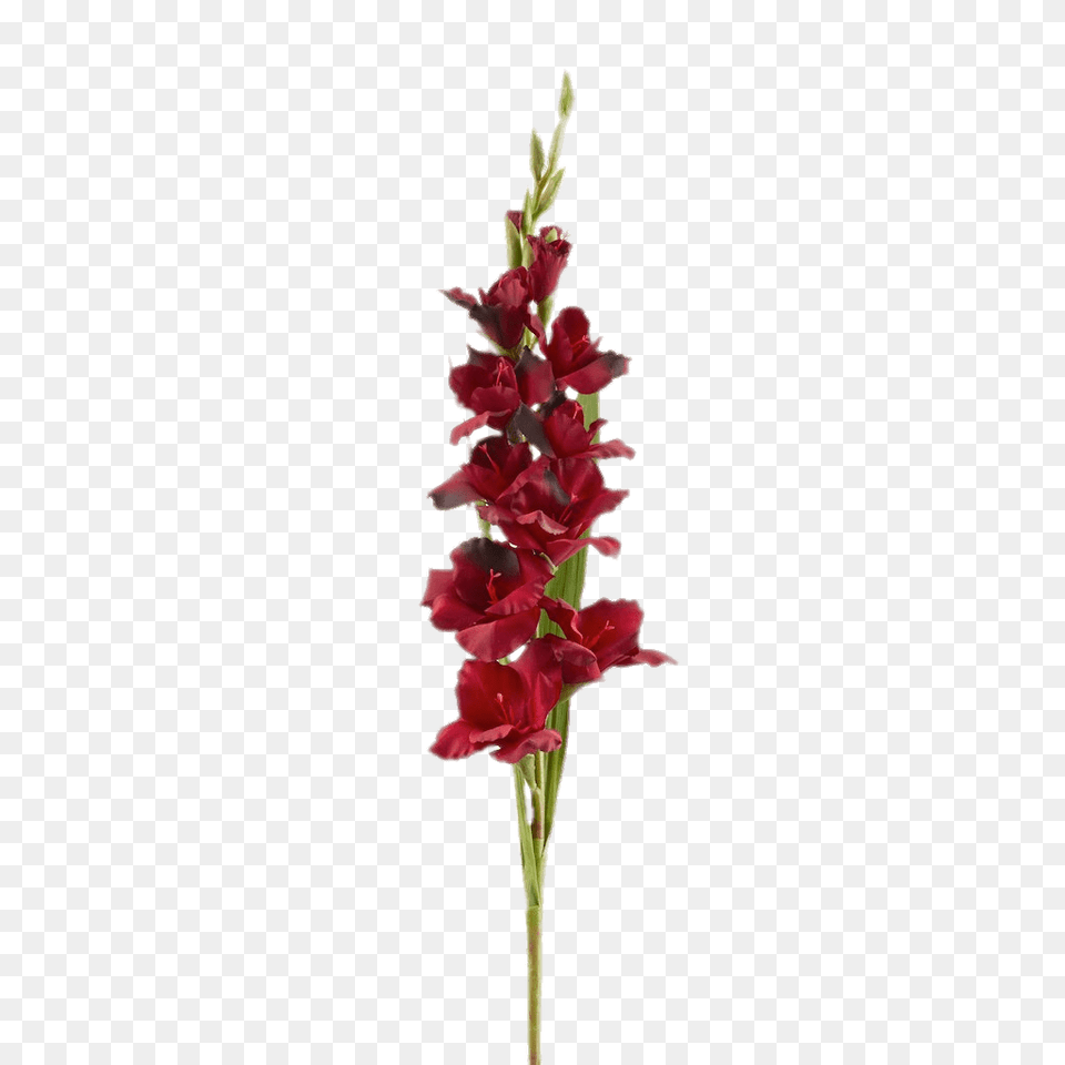 Red Gladiolus, Flower, Plant Free Png Download