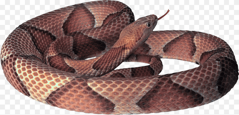Red Gold Snake, Animal, Reptile, Rattlesnake Free Transparent Png
