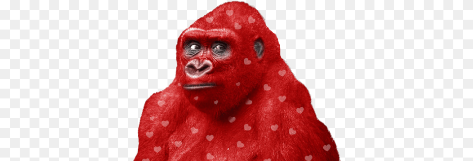 Red Gorilla Gorilla Red, Animal, Ape, Mammal, Wildlife Png