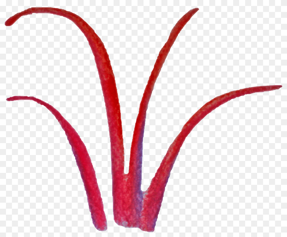 Red Grass Transparent Decorative Vector, Flower, Petal, Plant, Smoke Pipe Png Image