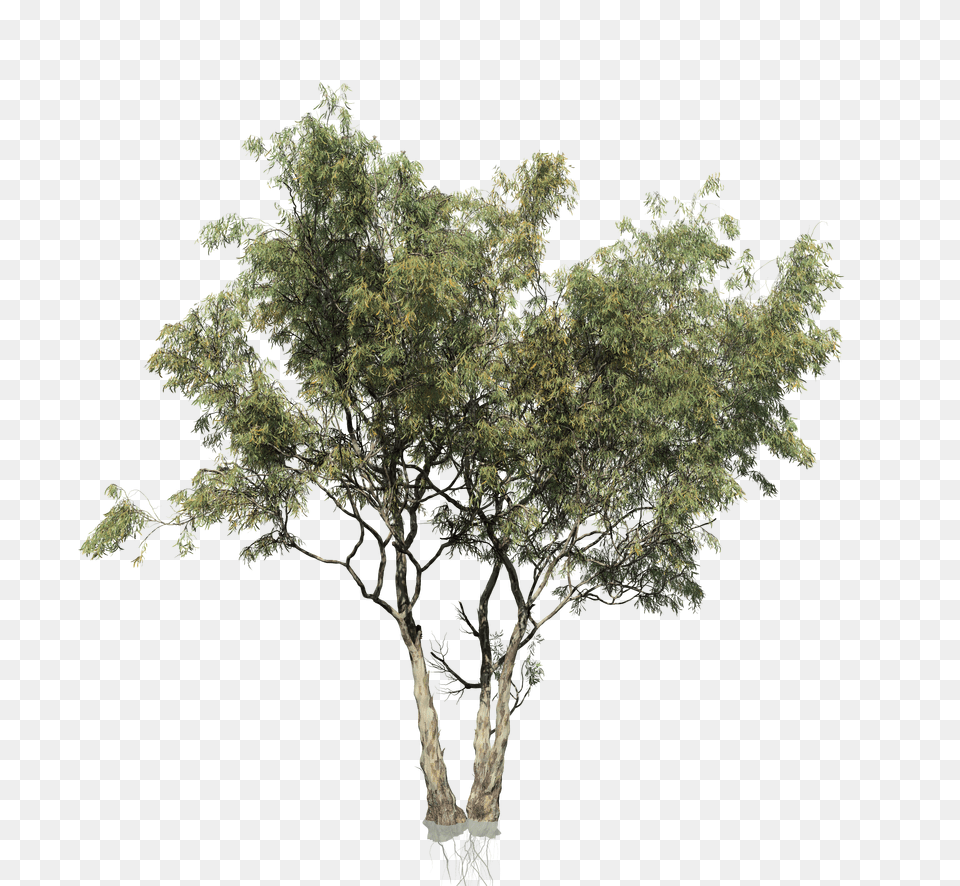Red Gum Eucalyptus Forest Multi Trunk Eucalyptus Tree Transparent Background, Vegetation, Plant, Potted Plant, Green Free Png
