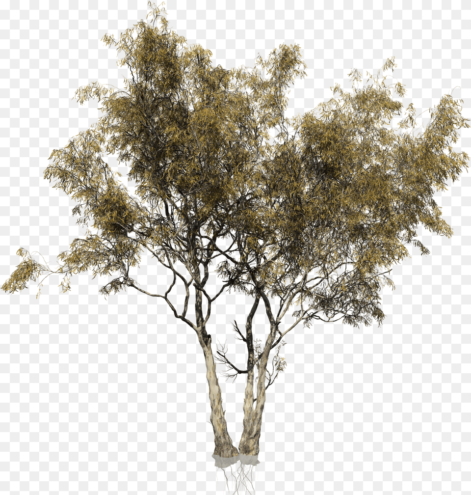 Red Gum Tree, Plant, Tree Trunk, Oak, Sycamore Free Png