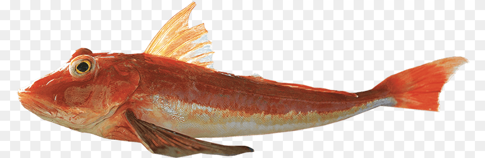 Red Gurnard Red Gurnard, Animal, Fish, Sea Life, Cod Free Png