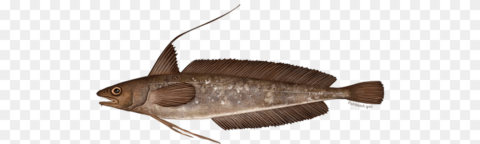 Red Hake, Animal, Fish, Sea Life, Cod Free Png