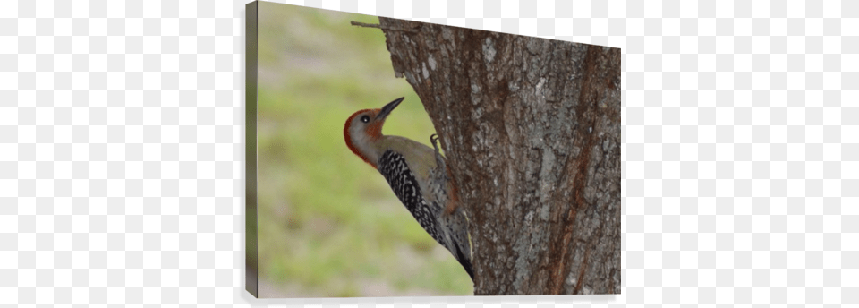 Red Headed Woodpecker Canvas Print Red Bellied Woodpecker, Animal, Bird Free Png