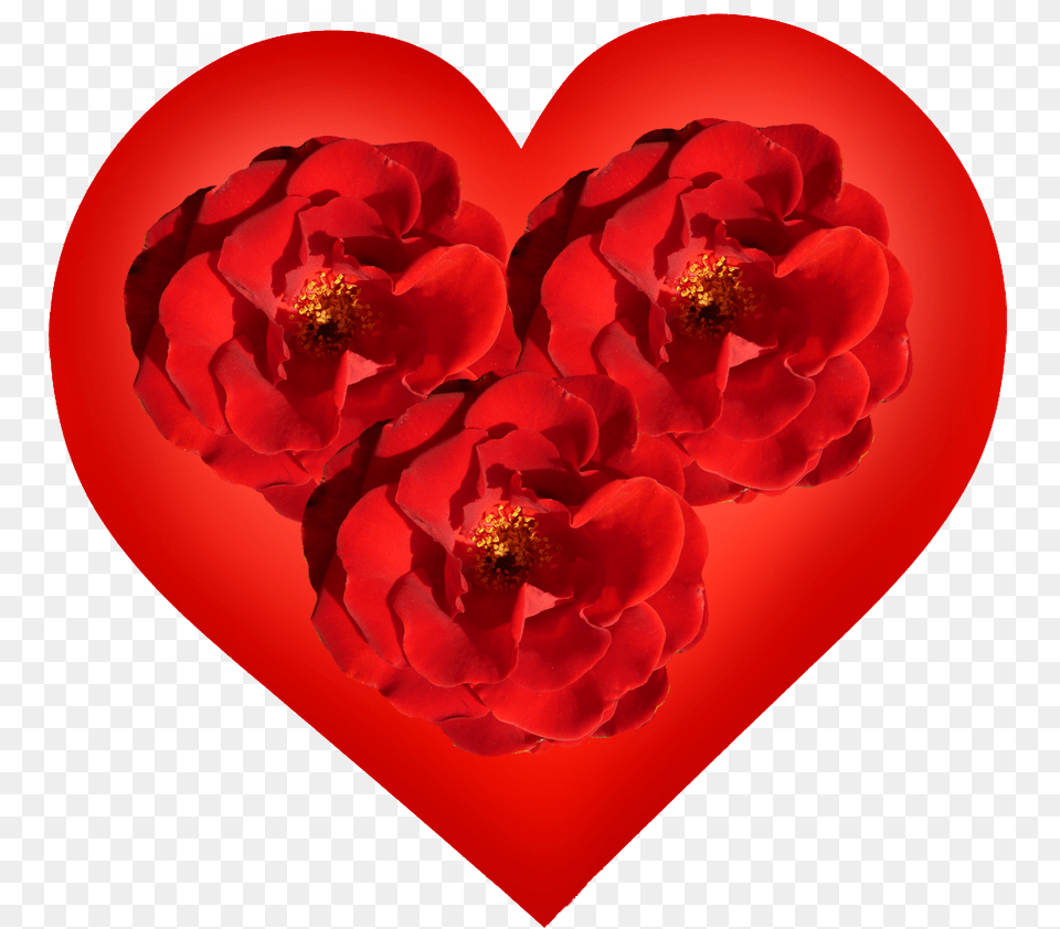 Red Heart With Three Red Roses Heart, Flower, Plant, Rose, Petal Free Png Download