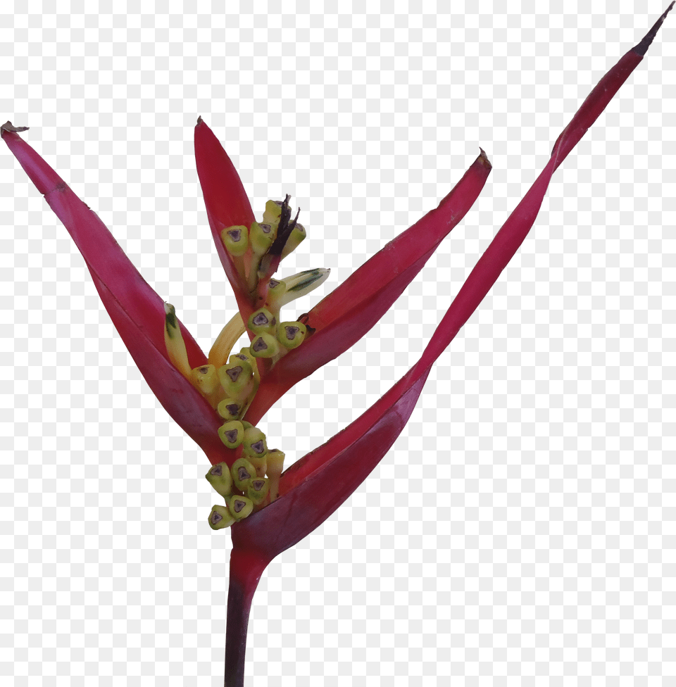 Red Heliconia Flower Flowers Transparent For Photoshop, Anther, Petal, Plant, Pollen Free Png