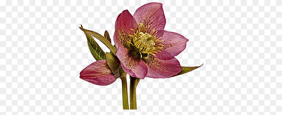 Red Hellebore Background Beach Sheet Hellebore, Anther, Flower, Plant, Pollen Free Png Download